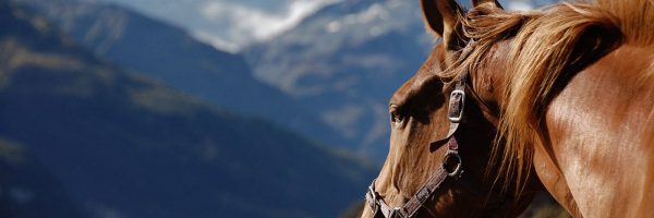 pack cavalls 3